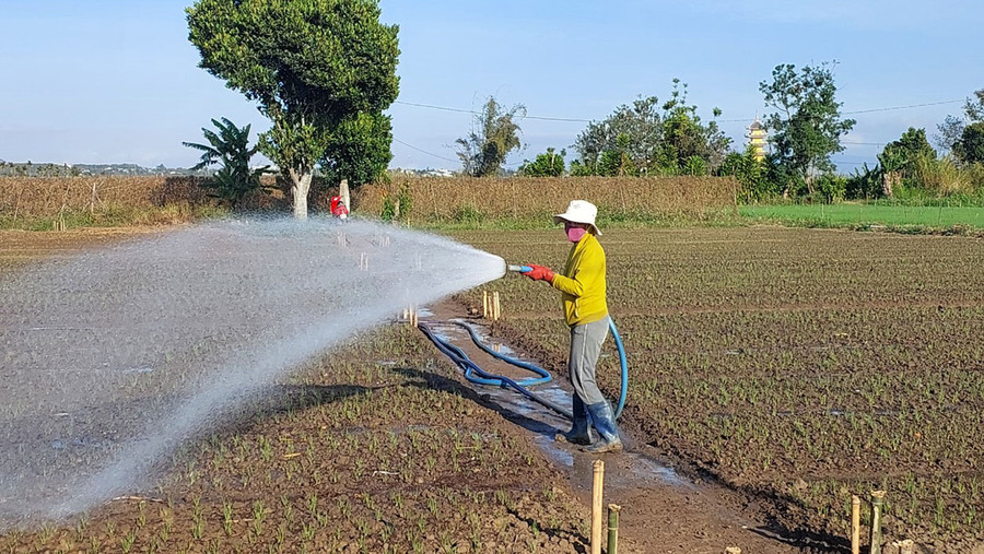 Nông dân xã An Phú chăm sóc rau phục vụ sau Tết. Ảnh: Nguyễn Diệp Nông dân xã An Phú chăm sóc rau phục vụ sau Tết. Ảnh: Nguyễn Diệp