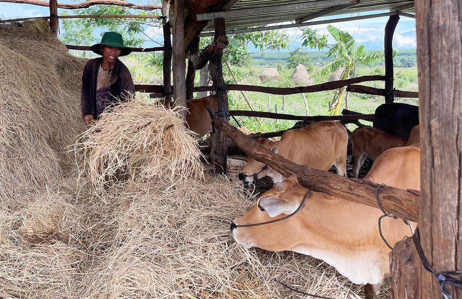 Anh Siu Lũm (làng Mung Hlú) chăm sóc đàn bò của gia đình. Ảnh: Anh Huy Anh Siu Lũm (làng Mung Hlú) chăm sóc đàn bò của gia đình. Ảnh: Anh Huy