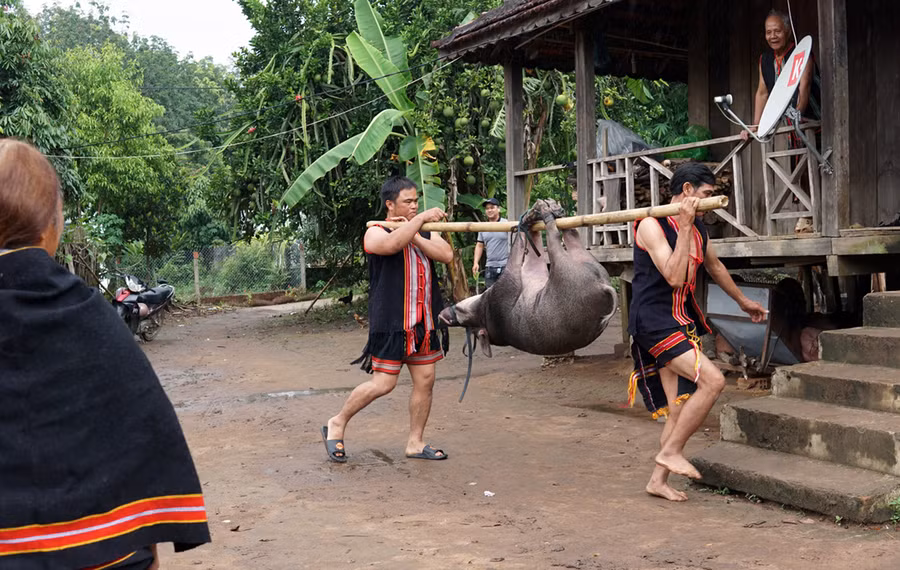 Để chuẩn bị cho đám cưới, dân làng chuẩn bị các sản vật từ sông suối, rẫy như: đọt mây đắng, rau măng, chim, thú, cá.