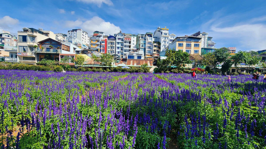 Mảnh đất rộng khoảng 5.500 m2 nằm ngay khu vực trung tâm TP Đà Lạt, cạnh Công viên Ánh Sáng trên đường Nguyễn Văn Cừ nối dài được Công ty cổ phần dịch vụ Đô thị Đà Lạt luôn phiên trồng các loại hoa như hồng ri, tam giác mạch, xác pháo... và lần này là hoa hoa nữ hoàng xanh Mảnh đất rộng khoảng 5.500 m2 nằm ngay khu vực trung tâm TP Đà Lạt, cạnh Công viên Ánh Sáng trên đường Nguyễn Văn Cừ nối dài được Công ty cổ phần dịch vụ Đô thị Đà Lạt luôn phiên trồng các loại hoa như hồng ri, tam giác mạch, xác pháo... và lần này là hoa hoa nữ hoàng xanh