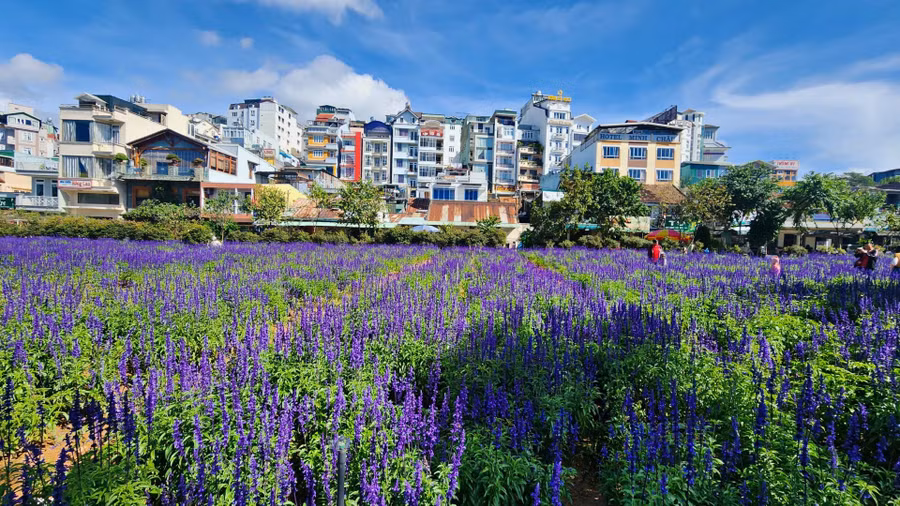 Mảnh đất rộng khoảng 5.500 m2 nằm ngay khu vực trung tâm TP Đà Lạt, cạnh Công viên Ánh Sáng trên đường Nguyễn Văn Cừ nối dài được Công ty cổ phần dịch vụ Đô thị Đà Lạt luôn phiên trồng các loại hoa như hồng ri, tam giác mạch, xác pháo... và lần này là hoa hoa nữ hoàng xanh