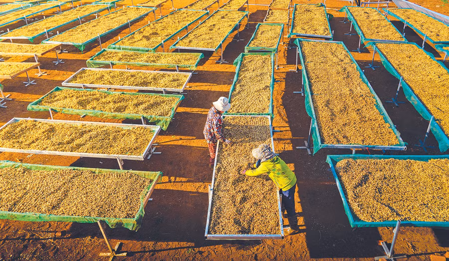 Người dân thôn Phú Quang (xã Ia Hrú, huyện Chư Pưh) sản xuất cà phê sạch theo hướng hữu cơ. Ảnh: Huyền Tỷ