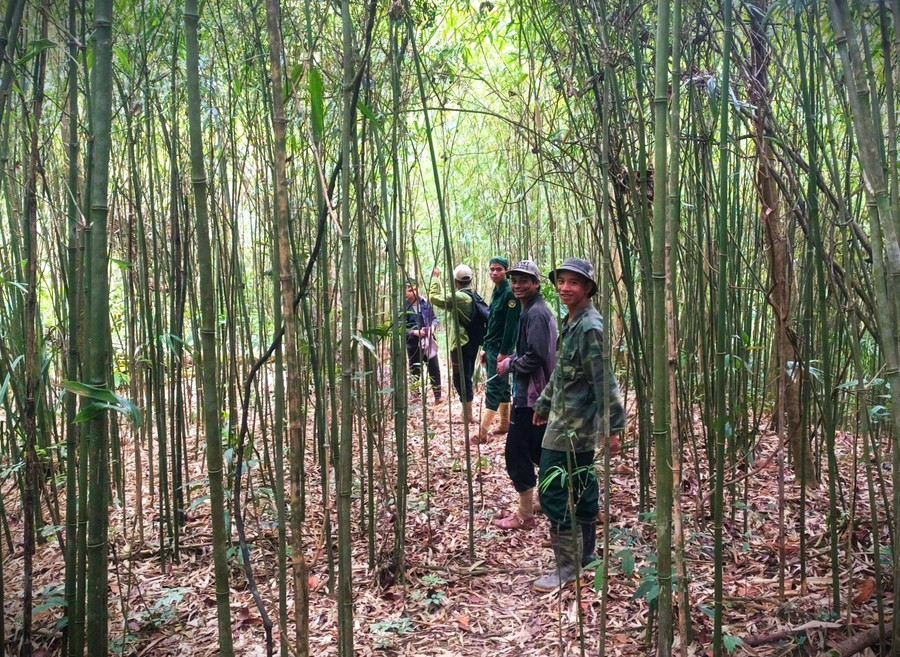 Sâu tre thường xuất hiện ở những vùng có nhiều tre núi. Ảnh: ALĂNG NGƯỚC Sâu tre thường xuất hiện ở những vùng có nhiều tre núi. Ảnh: ALĂNG NGƯỚC