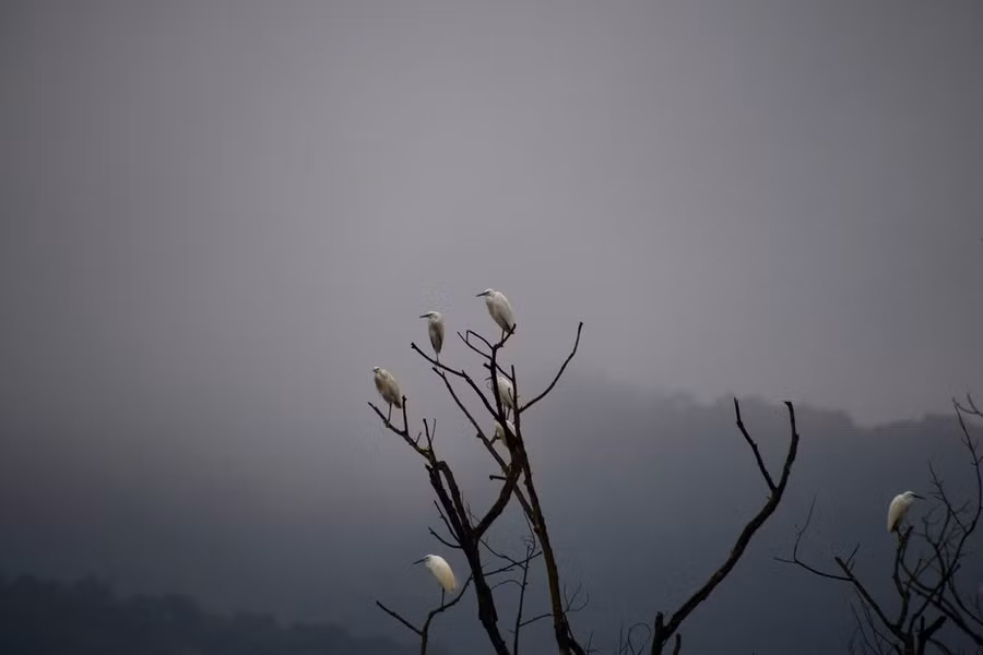 Chim cò về trú ngụ tại Vườn Quốc gia Vũ Quang.