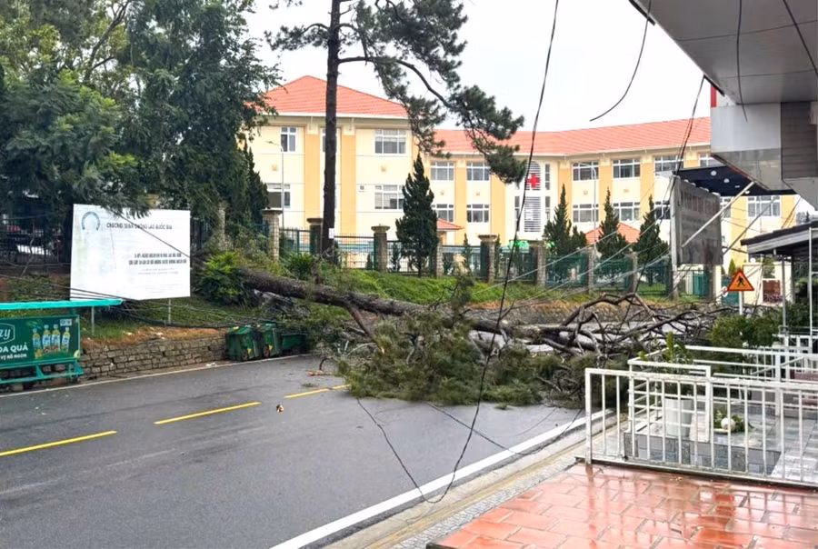 Thông cổ thụ ngã đổ chắn ngang đường Phạm Ngọc Thạch, TP Đà Lạt