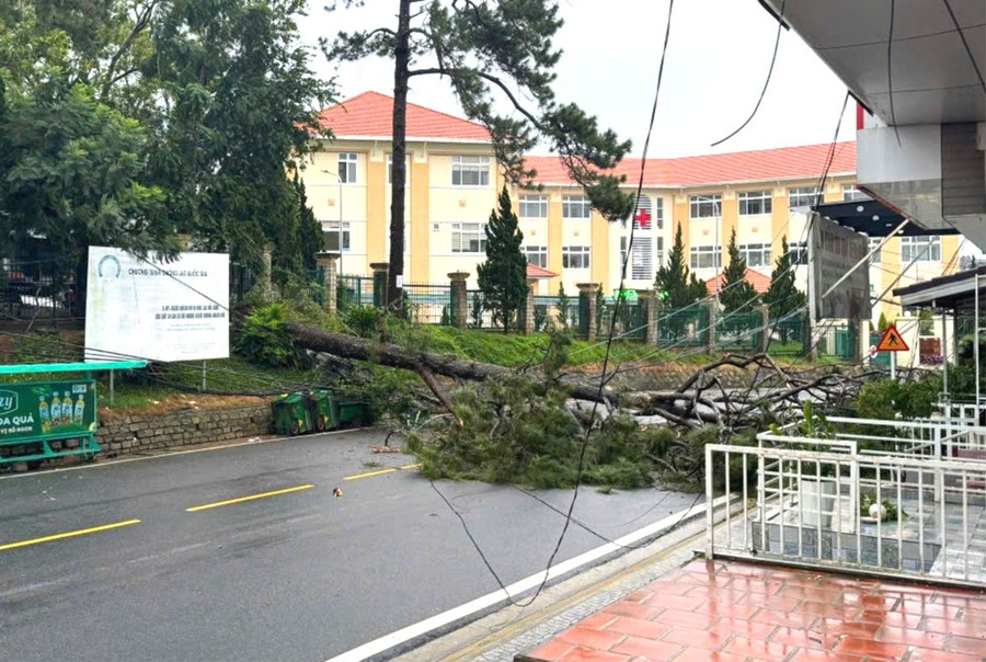 Thông cổ thụ ngã đổ chắn ngang đường Phạm Ngọc Thạch, TP Đà Lạt Thông cổ thụ ngã đổ chắn ngang đường Phạm Ngọc Thạch, TP Đà Lạt