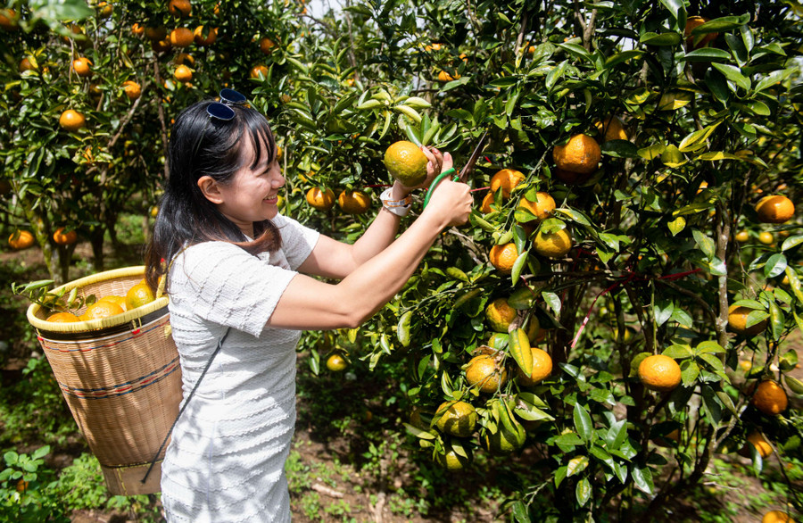 Chị Phạm Thị Hằng thích thú khi được tham quan vườn cam và trải nghiệm tự hái cam chín. Ảnh: ĐT
