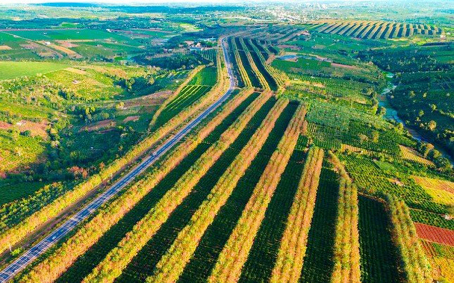 Rừng cao su ở huyện Chư Sê, Gia Lai đang chuyển mình thay lá xen lẫn sắc xanh vàng. Ảnh: LT. Rừng cao su ở huyện Chư Sê, Gia Lai đang chuyển mình thay lá xen lẫn sắc xanh vàng. Ảnh: LT.