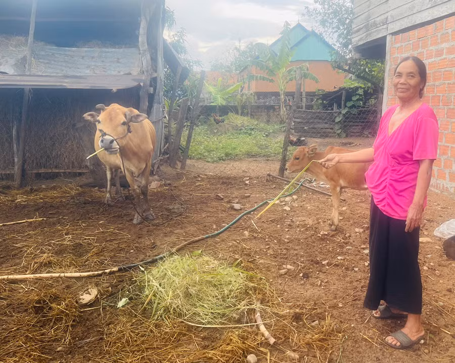 Bà Nay H'Nhit (buôn Hiao) vui mừng vì con bò do Nông hội chăn nuôi bò xã hỗ trợ đã sinh bê con, tạo sinh kế giúp gia đình vươn lên thoát nghèo. Ảnh: V.C