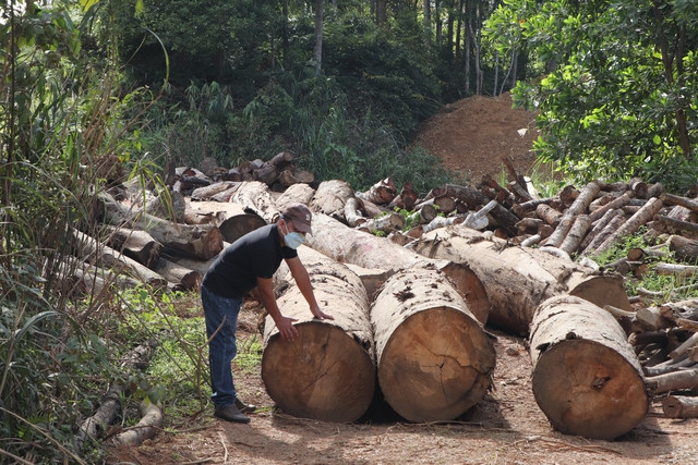 Hơn 1.100 m3 gỗ được tân thu khi thi công dự án đường dây diện trên địa bàn huyện Nam Giang Hơn 1.100 m3 gỗ được tân thu khi thi công dự án đường dây diện trên địa bàn huyện Nam Giang