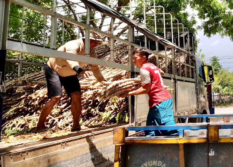 Người dân xã Uar nhận giống mì mới HN5 có khả năng kháng bệnh khảm lá vi rút để trồng trong vụ mùa 2023. Ảnh: L.N Người dân xã Uar nhận giống mì mới HN5 có khả năng kháng bệnh khảm lá vi rút để trồng trong vụ mùa 2023. Ảnh: L.N