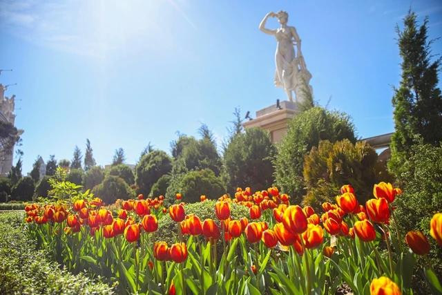 Dịp này, du khách đến Bà Nà sẽ được chiêm ngưỡng hơn 100.000 bông hoa tulip rực rỡ Dịp này, du khách đến Bà Nà sẽ được chiêm ngưỡng hơn 100.000 bông hoa tulip rực rỡ