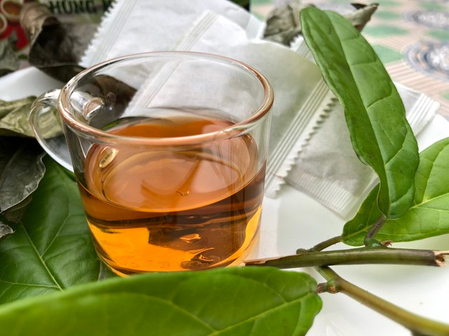 Trà chiết từ lá xạ đen. Ảnh: DUY TÂN Trà chiết từ lá xạ đen. Ảnh: DUY TÂN