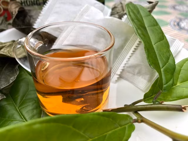 Trà chiết từ lá xạ đen. Ảnh: DUY TÂN