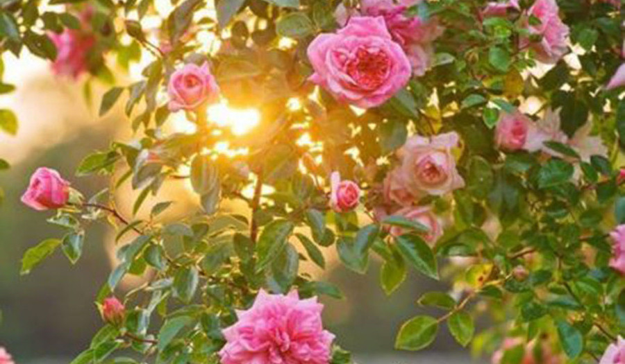 Ảnh minh họa (nguồn: Internet)