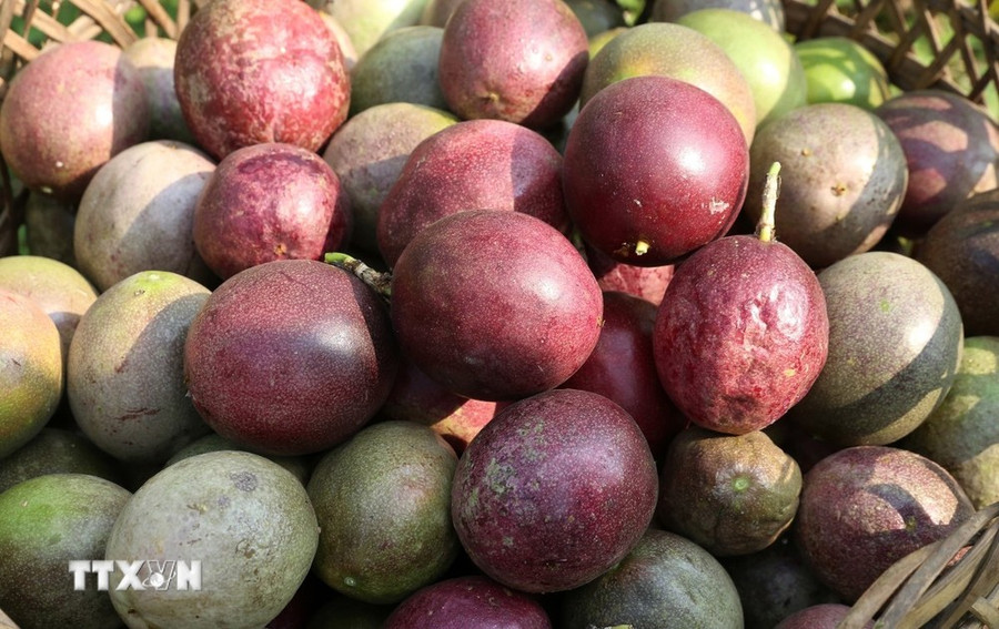 Quả chanh dây Việt Nam. (Ảnh: Quốc Khánh/TTXVN) Quả chanh dây Việt Nam. (Ảnh: Quốc Khánh/TTXVN)