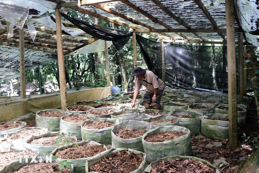 Hiện trường vụ 160 cây sâm Ngọc Linh của Công ty cổ phần sâm Ngọc Linh Tu Mơ Rông Kon Tum (xã Ngọk Lây, huyện Tu Mơ Rông, tỉnh Kon Tum) bị nhổ trộm. Ảnh: Cao Nguyên-TTXVN Hiện trường vụ 160 cây sâm Ngọc Linh của Công ty cổ phần sâm Ngọc Linh Tu Mơ Rông Kon Tum (xã Ngọk Lây, huyện Tu Mơ Rông, tỉnh Kon Tum) bị nhổ trộm. Ảnh: Cao Nguyên-TTXVN