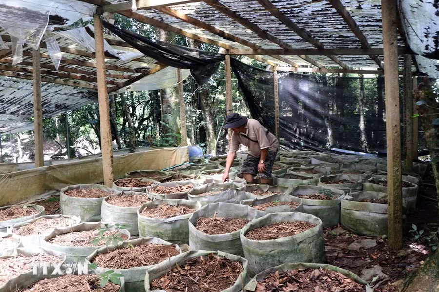 Hiện trường vụ 160 cây sâm Ngọc Linh của Công ty cổ phần sâm Ngọc Linh Tu Mơ Rông Kon Tum (xã Ngọk Lây, huyện Tu Mơ Rông, tỉnh Kon Tum) bị nhổ trộm. Ảnh: Cao Nguyên-TTXVN