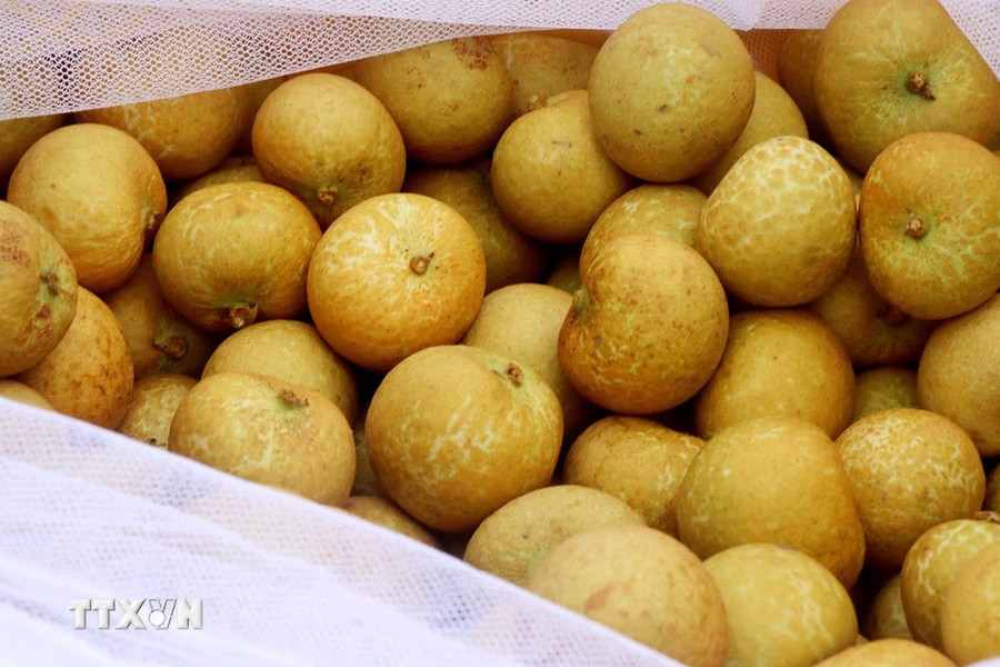 Quả thanh nhãn xuất khẩu sang thị trường Mỹ. (Ảnh: Thu Hiền/TTXVN) Quả thanh nhãn xuất khẩu sang thị trường Mỹ. (Ảnh: Thu Hiền/TTXVN)