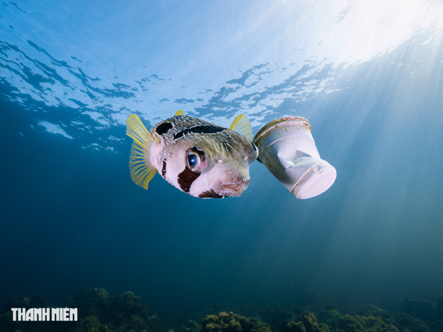 Ngoài ra, nhiếp ảnh gia này còn đoạt thêm giải khuyến khích ở hạng mục &quot;Chân dung động vật&quot; với tác phẩm Cá nóc và cốc nhựa được chụp trong chuyến lặn biển ở quần đảo Nam Du, Kiên Giang. Ảnh: NGUYỄN NGỌC THIỆN