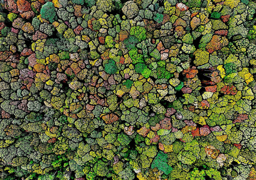 Măng Đen là thị trấn thuộc huyện Kon Plông đang nổi tiếng cả nước bởi còn giữ được những cánh rừng nguyên sinh. Khí hậu nơi đây rất mát mẻ, trong lành. Ảnh: Trần Ngọc Triều