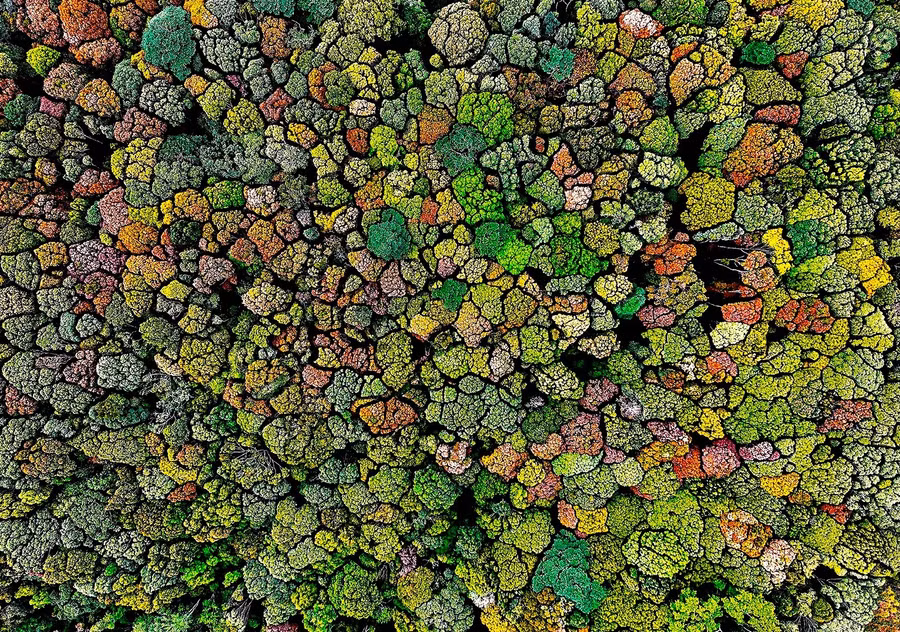 Măng Đen là thị trấn thuộc huyện Kon Plông đang nổi tiếng cả nước bởi còn giữ được những cánh rừng nguyên sinh. Khí hậu nơi đây rất mát mẻ, trong lành. Ảnh: Trần Ngọc Triều