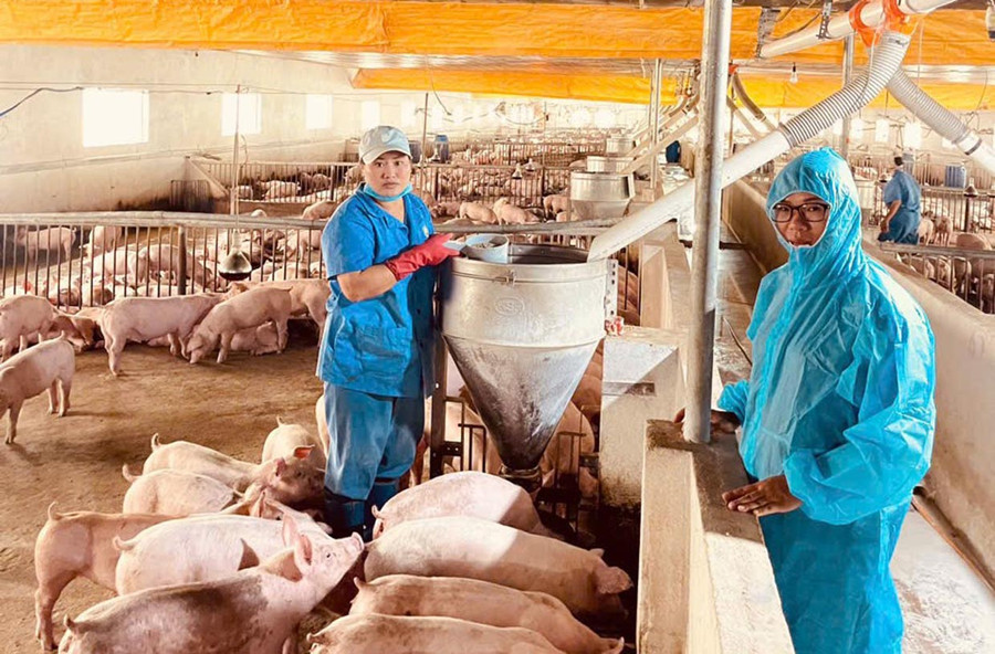 Gia đình chị Trang ký hợp đồng làm trang trại chăn nuôi heo gia công với Công ty cổ phần Chăn nuôi C.P. Việt Nam. Ảnh: Hoàng Lộc