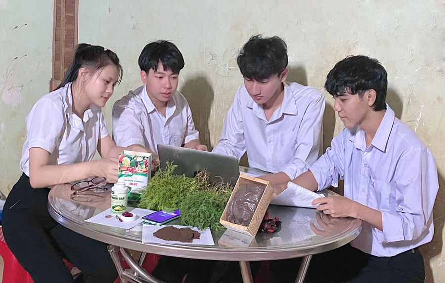 Nhóm tác giả nghiên cứu sản xuất phân bón hữu cơ từ quả nhàu, cây thì là, lá cây dã quỳ. Ảnh: M.N Nhóm tác giả nghiên cứu sản xuất phân bón hữu cơ từ quả nhàu, cây thì là, lá cây dã quỳ. Ảnh: M.N