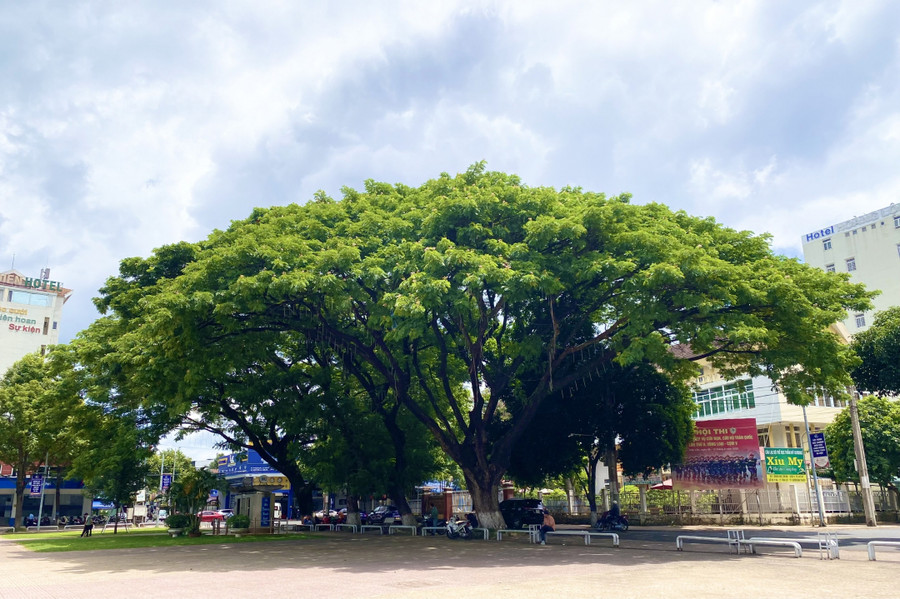 Hệ thống cây xanh là "quả ngọt” từ tầm nhìn chiến lược của các thế hệ lãnh đạo tỉnh qua nhiều thập kỷ. Hệ thống cây xanh là "quả ngọt” từ tầm nhìn chiến lược của các thế hệ lãnh đạo tỉnh qua nhiều thập kỷ.