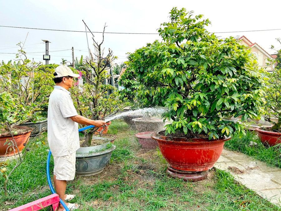 Ông Nguyễn Xuân Có chăm sóc vườn mai cảnh sau tết.