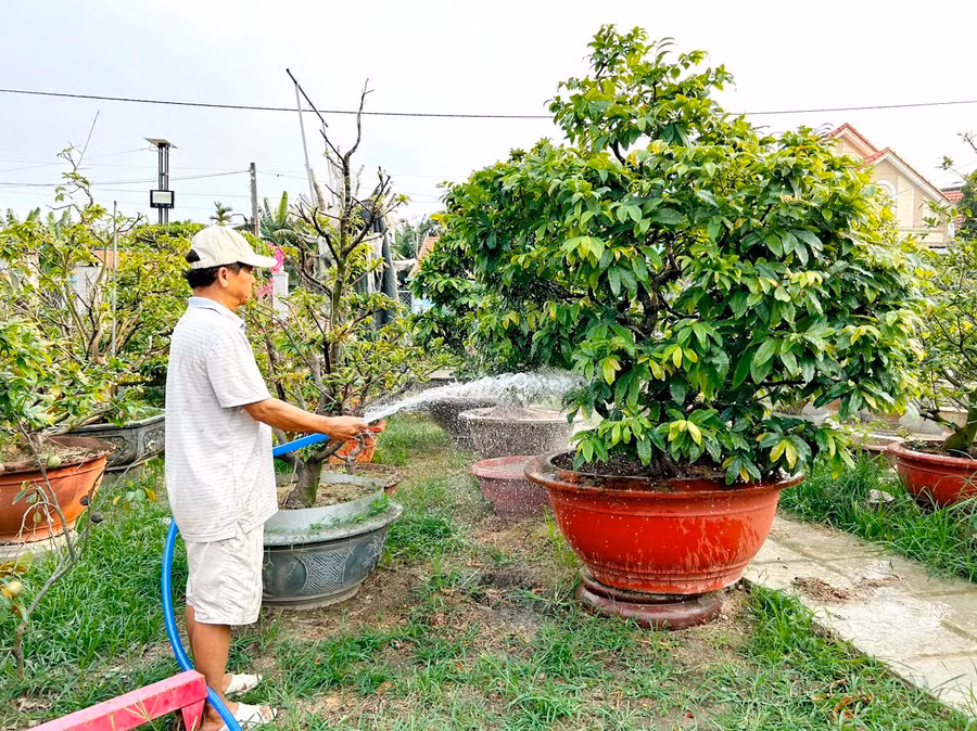 Ông Nguyễn Xuân Có chăm sóc vườn mai cảnh sau tết.