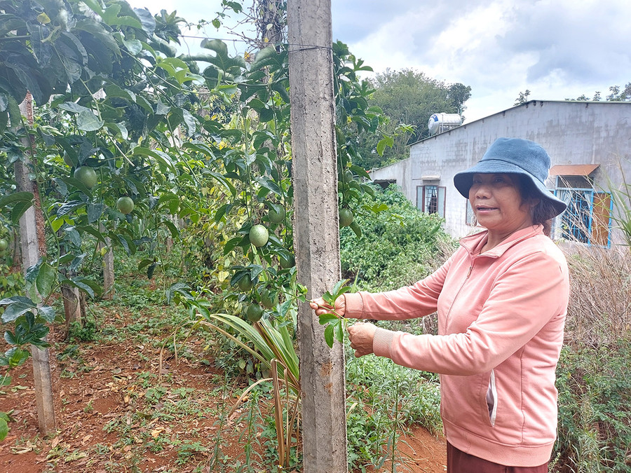 Theo gia đình ông Bễ, đất nhà canh tác ổn định nhiều năm nhưng GCNQSDĐ cấp cho ông Hồ Văn Phong là sai. Ảnh: Thiên Di Theo gia đình ông Bễ, đất nhà canh tác ổn định nhiều năm nhưng GCNQSDĐ cấp cho ông Hồ Văn Phong là sai. Ảnh: Thiên Di