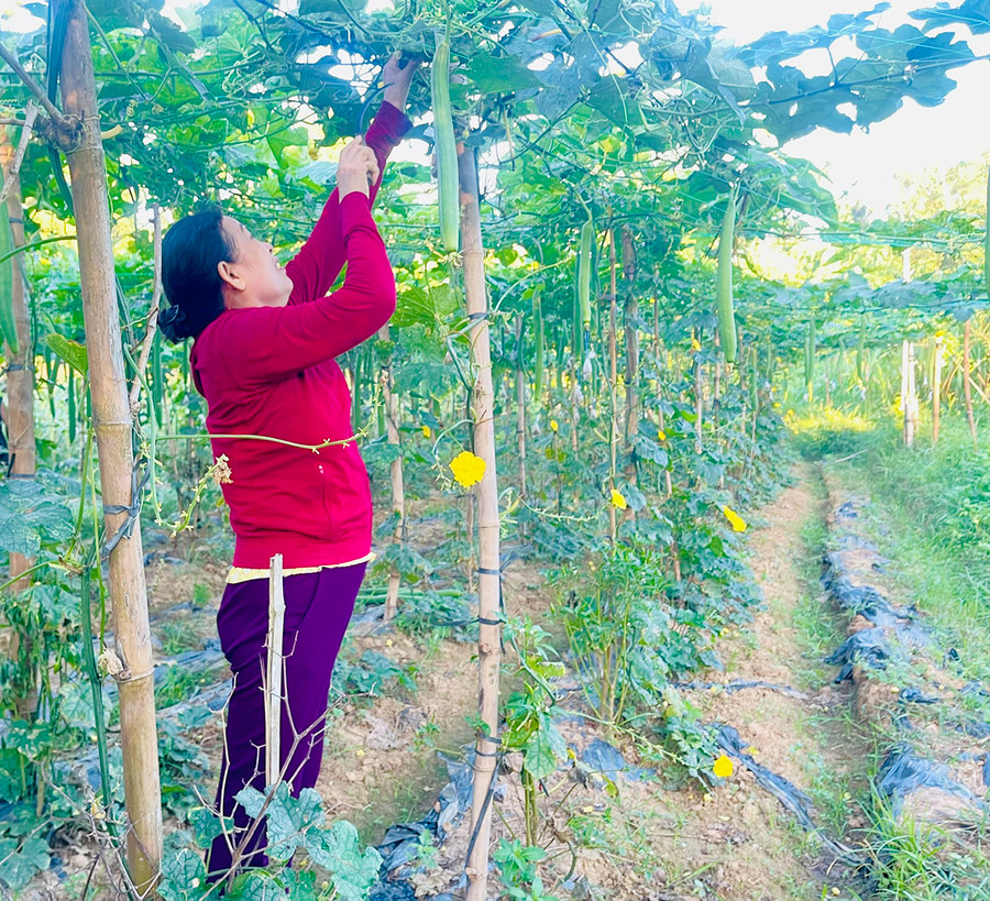 Những ruộng mướp cho quả dài đến cả mét, giá hiện thời thương lái mua sỉ là 6 ngàn đồng/kg. Ảnh: Đ.M.P Những ruộng mướp cho quả dài đến cả mét, giá hiện thời thương lái mua sỉ là 6 ngàn đồng/kg. Ảnh: Đ.M.P