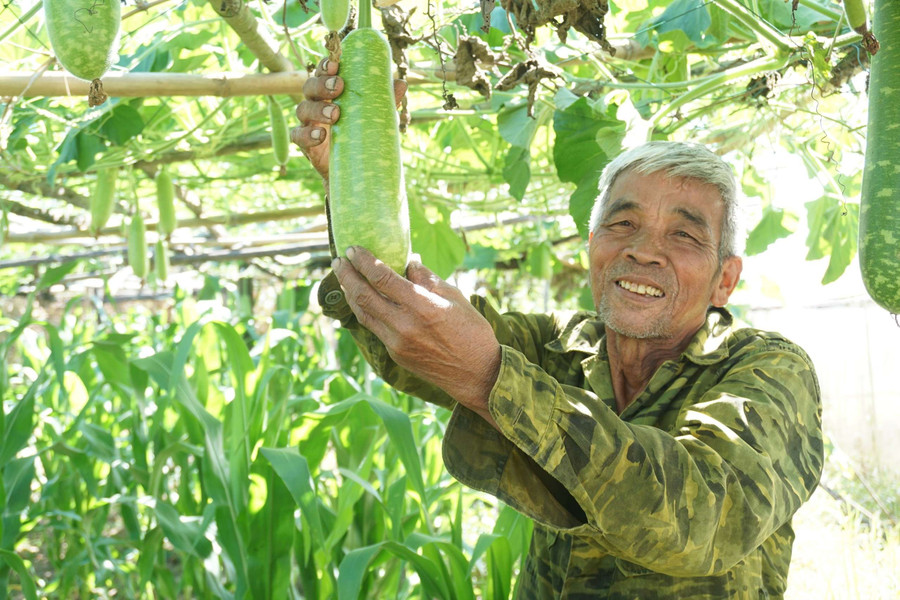 Rau củ quả của gia đình ông Phan Lương phát triển tốt. Ảnh: TH Rau củ quả của gia đình ông Phan Lương phát triển tốt. Ảnh: TH