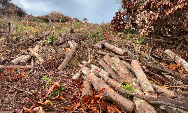 Cây gỗ bị chặt phá nằm la liệt. Ảnh. X.P Cây gỗ bị chặt phá nằm la liệt. Ảnh. X.P