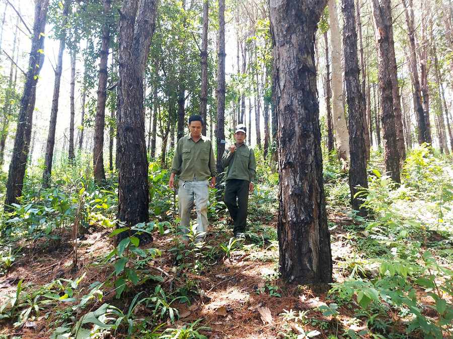 Già Siu Xem và anh Trương Duy Kha đi tuần tra rừng thông ở tiểu khu 217. Ảnh: H.S Già Siu Xem và anh Trương Duy Kha đi tuần tra rừng thông ở tiểu khu 217. Ảnh: H.S