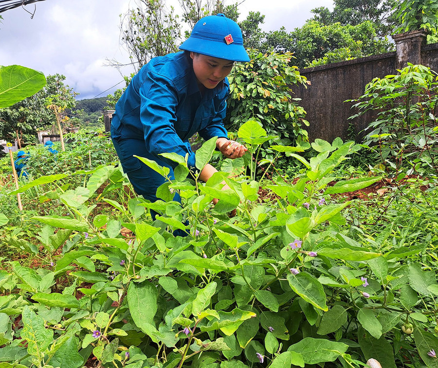 Chiến sĩ dân quân thường trực xã Ia Pnôn (huyện Đức Cơ) tăng gia sản xuất. Ảnh: V.H Chiến sĩ dân quân thường trực xã Ia Pnôn (huyện Đức Cơ) tăng gia sản xuất. Ảnh: V.H