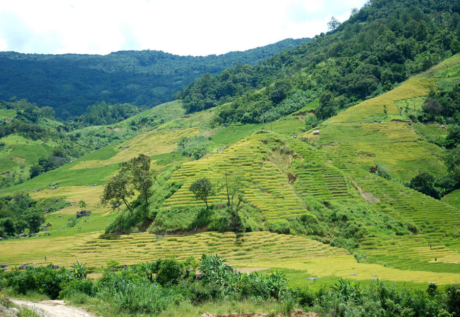 Trên những đỉnh đồi, lúa đã chuyển sang màu vàng óng ả, đây cũng là lúc người dân chuẩn bị cho mùa thu hoạch.