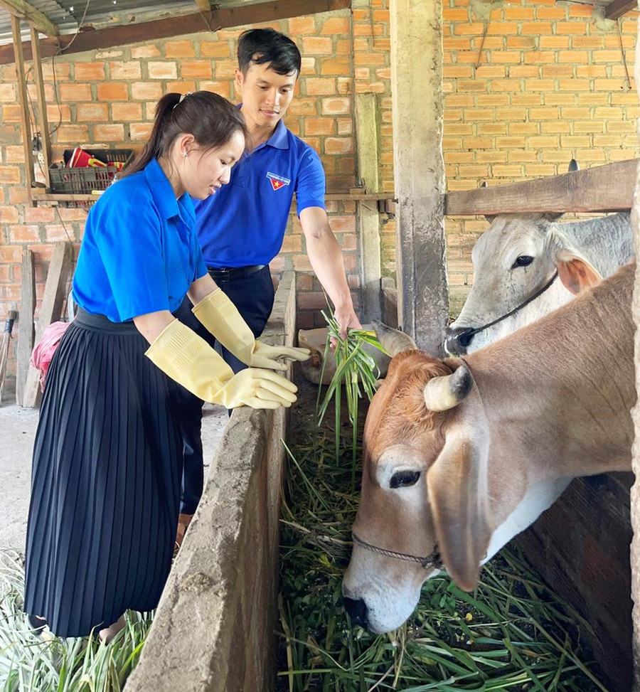 Chị Nguyễn Thị Hoàng Trúc Loan (thôn 2) chăm sóc đàn bò sinh sản của gia đình. Ảnh: Anh Huy Chị Nguyễn Thị Hoàng Trúc Loan (thôn 2) chăm sóc đàn bò sinh sản của gia đình. Ảnh: Anh Huy