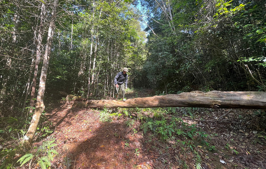 Các VĐV sẽ được trải nghiệm những cánh rừng nguyên sinh ở Kon Chư Răng. Ảnh: Văn Ngọc Các VĐV sẽ được trải nghiệm những cánh rừng nguyên sinh ở Kon Chư Răng. Ảnh: Văn Ngọc