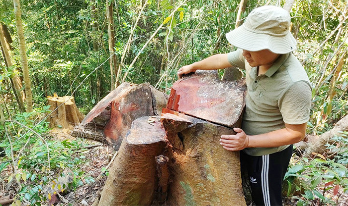 Phóng viên Báo CAND bên cây cổ thụ 2 người ôm bị triệt hạ ở rừng phòng hộ đầu nguồn xã Tư, huyện Đông Giang, tỉnh Quảng Nam. Phóng viên Báo CAND bên cây cổ thụ 2 người ôm bị triệt hạ ở rừng phòng hộ đầu nguồn xã Tư, huyện Đông Giang, tỉnh Quảng Nam.