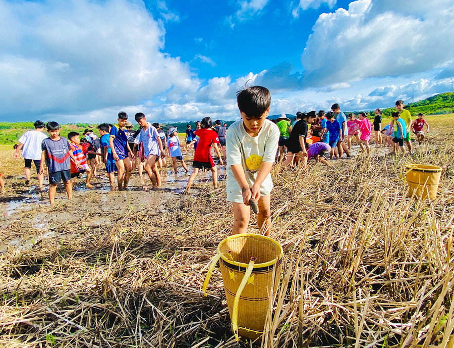 Các em học sinh Trường Quốc tế châu Á Thái Bình Dương-Gia Lai hào hứng trải nghiệm bắt cá, bắt ốc trên ruộng lúa. Ảnh: H.D Các em học sinh Trường Quốc tế châu Á Thái Bình Dương-Gia Lai hào hứng trải nghiệm bắt cá, bắt ốc trên ruộng lúa. Ảnh: H.D