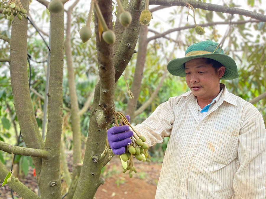 Theo ông Đào Duy Quỳnh-Giám đốc HTX Nông nghiệp Cao Nguyên, sắp tới sẽ xây dựng mô hình sản xuất-tiêu thụ đối với sản phẩm sầu riêng. Ảnh: Minh Phương