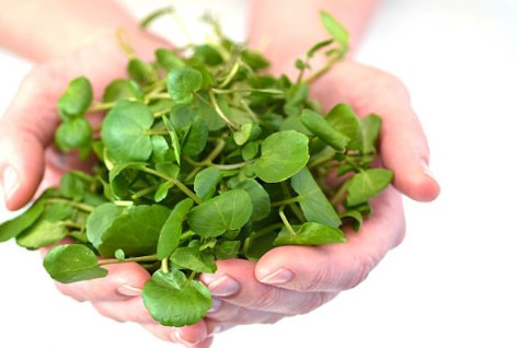 Loại rau rẻ tiền bán đầy chợ được CDC Mỹ xếp hạng tốt nhất thế giới - Ảnh 2. CDC Mỹ công bố xà lách xoong là loại rau tốt nhất cho sức khỏe. Ảnh: Shutterstock