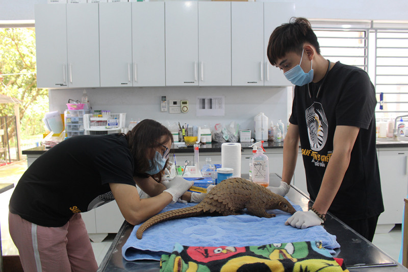 Những bác sĩ thú y trẻ tuổi chăm sóc tê tê ở Vườn Quốc gia Cúc Phương.