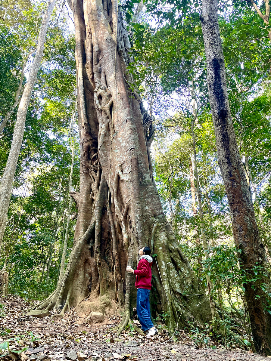 Vẻ đẹp của rừng già Kon Ka Kinh luôn hấp dẫn du khách. Ảnh: P.D Vẻ đẹp của rừng già Kon Ka Kinh luôn hấp dẫn du khách. Ảnh: P.D
