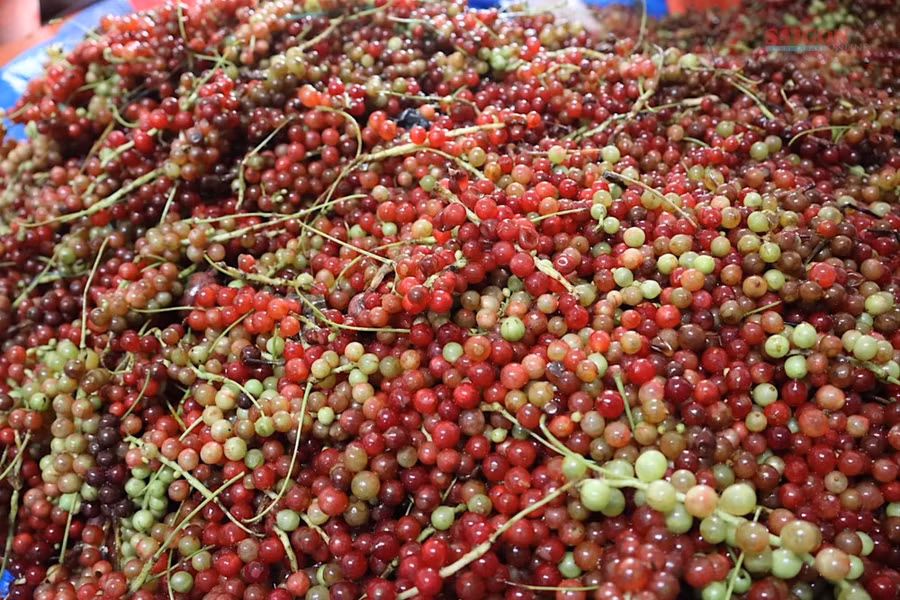 Một bãi tập kết ngũ vị tử