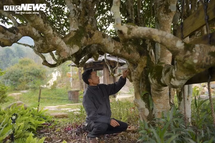 Ông Sổng A Páo đang kiểm tra gốc chè shan tuyết cổ thụ di sản.