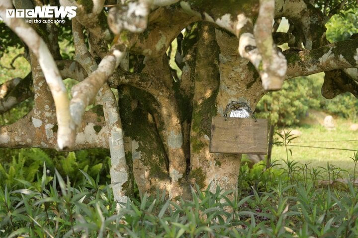 Cận cảnh cây chè shan tuyết cổ thụ được cho rằng là cây chè cổ đẹp nhất vùng. Cận cảnh cây chè shan tuyết cổ thụ được cho rằng là cây chè cổ đẹp nhất vùng.