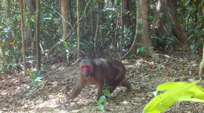Cận cảnh khỉ mặt đỏ được máy bẫy ảnh ghi nhận trong Khu Bảo tồn thiên nhiên Bắc Hướng Hóa